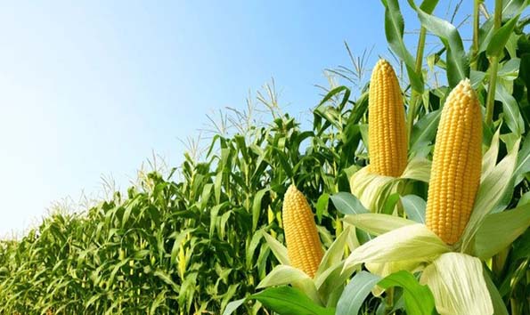 corn cobs plantation
