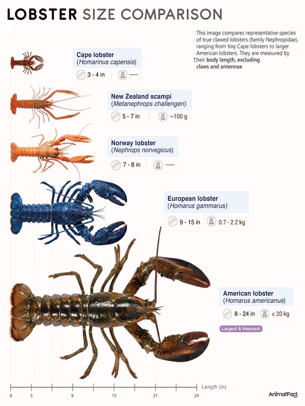 lobster