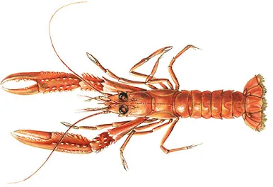 Norwegian lobster langoustine  Dublin Bay prawn scampi 